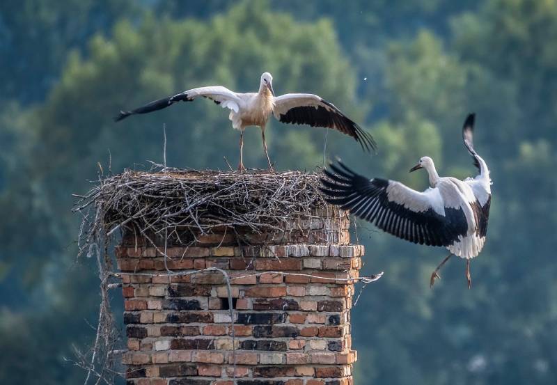 Professional Chimney Animal Removal Services in Rancho Santa Margarita, California